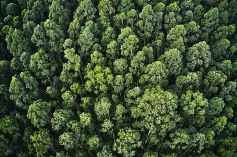 O Executivo aprovou 20 programas de reordenamento da paisagem para prevenir incêndios, valorizar a floresta e reforçar a gestão sustentável do território